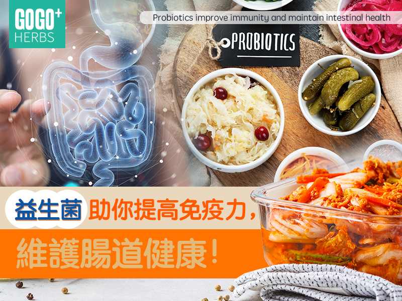 益生菌助你提高免疫力，維護腸道健康