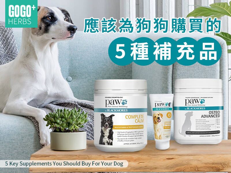 應該為狗狗購買的5種補充品