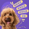 HICC Pet® – 寵物淚痕潔眼紙 無香 / 椰子香 / 麥盧卡蜂蜜 100片 - Image 3